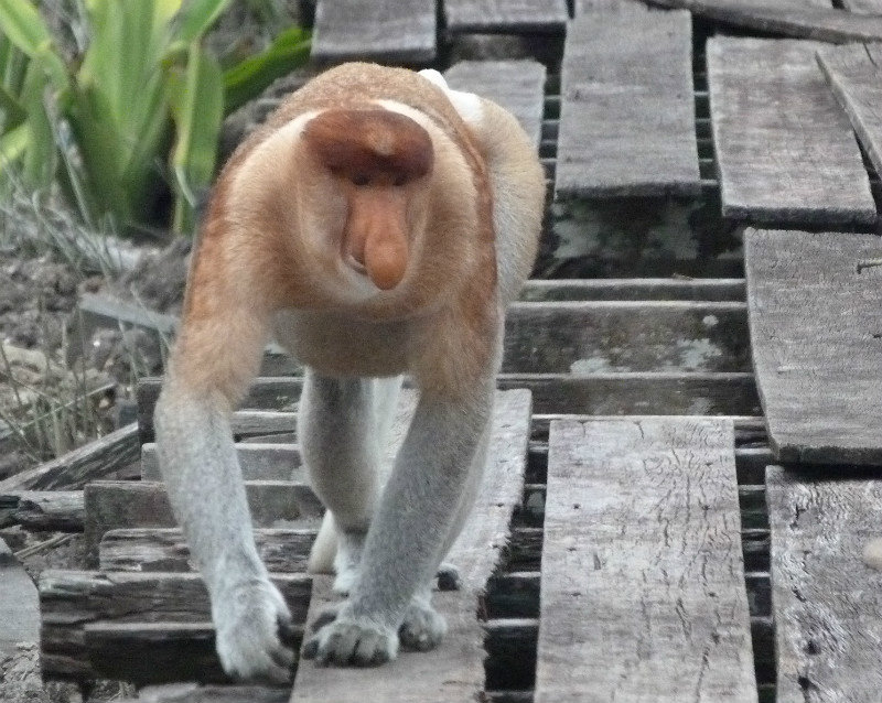Another Proboscis monkey