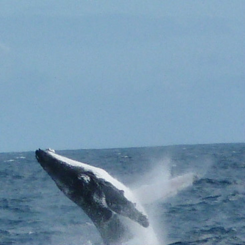 Breaching whale !