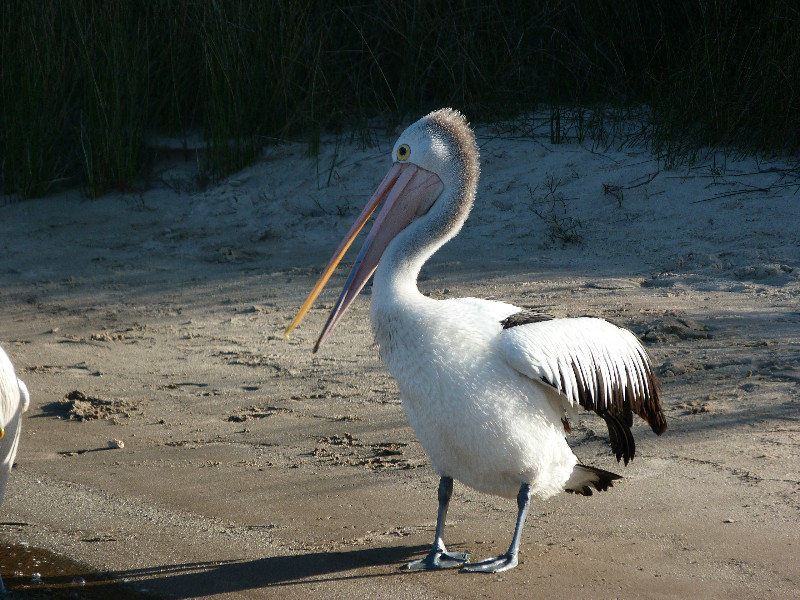 Pelican crossing!