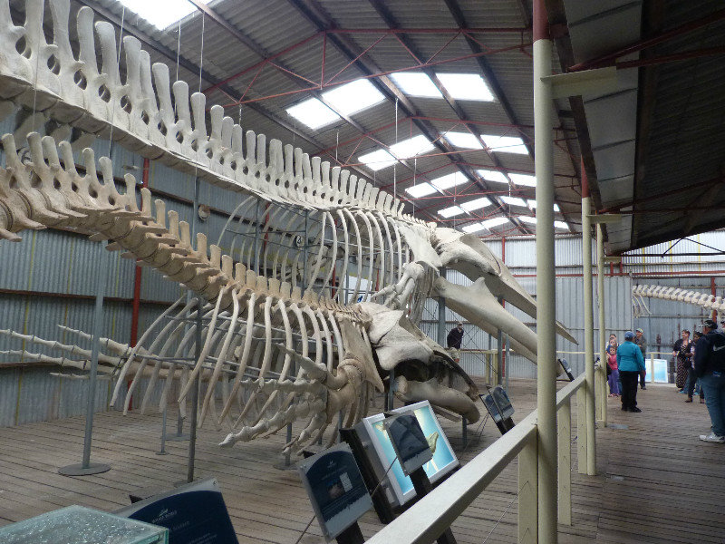 Whale skeletons