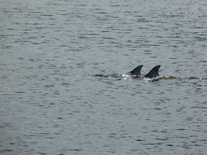 Dolphins in Augusta