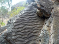 Sand fossil