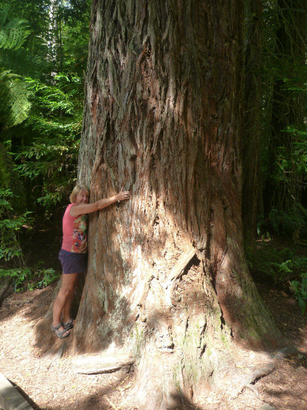 Redwood tree hugger