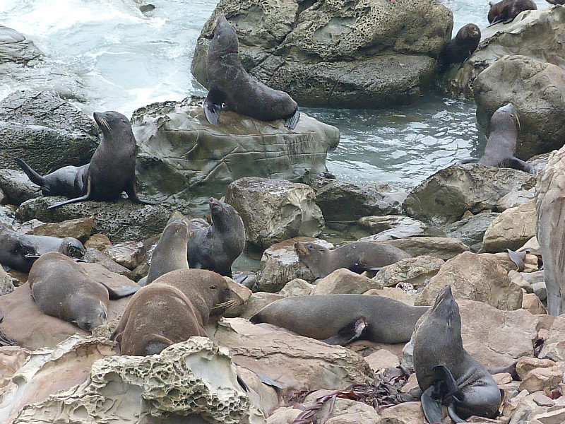 Fur seals Ohau Bay
