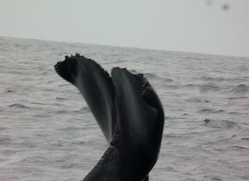 Kaikoura whales-- nearly got it