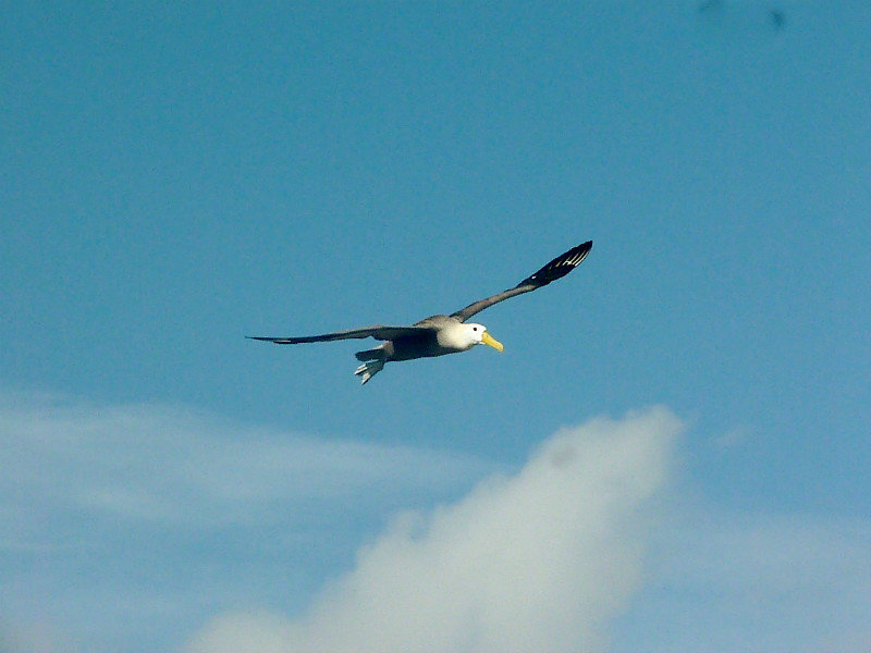 Waved Albatros Punta Suarez