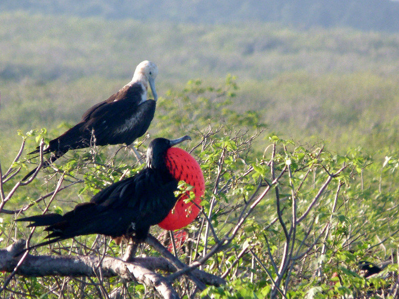Red Breasted Frigate birds