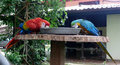 macaws 2