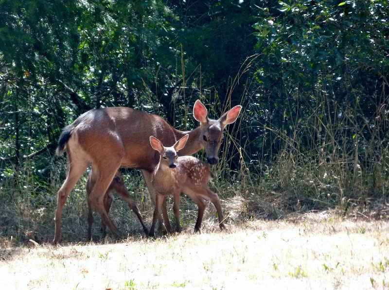 Bambi and son