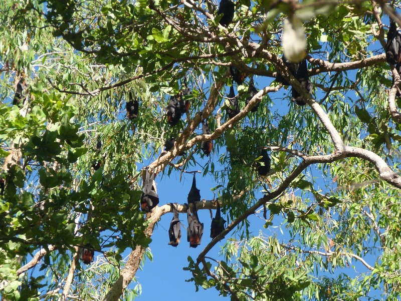 12 Fruit bats