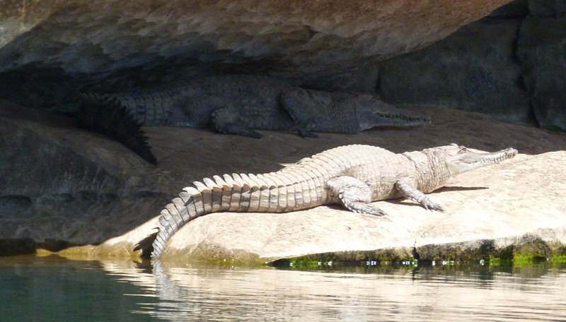 11 Freshwater croc