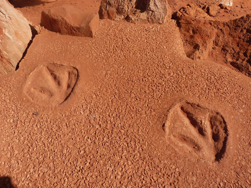 16 Dinosaur footprints