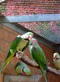 2 More parrots