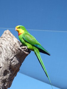 1 Parrot