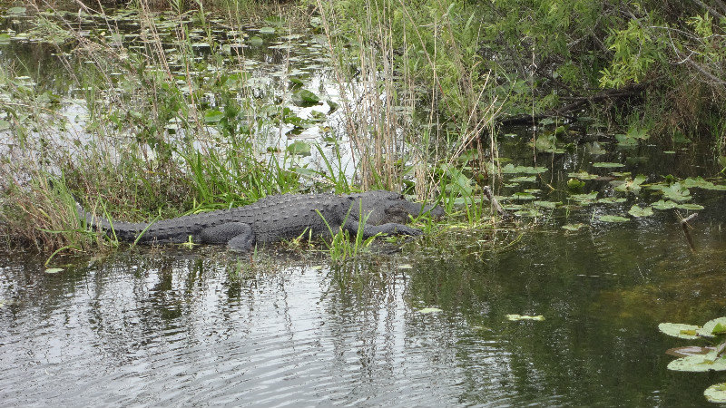 Gator in the Everglades