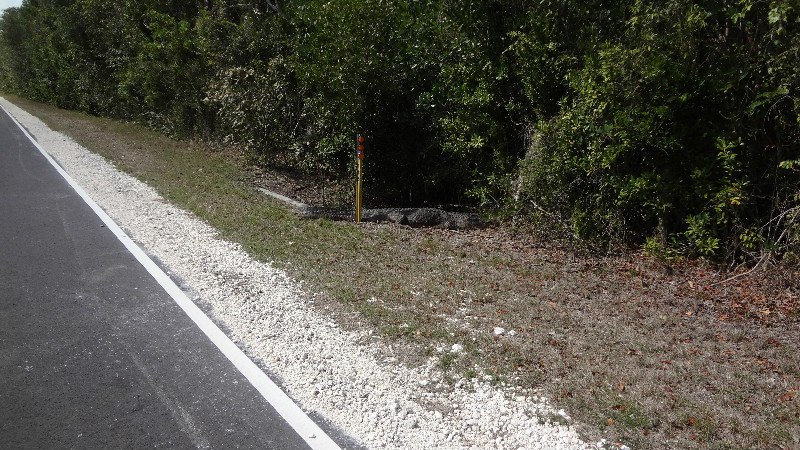 Gator on the Side of the Road