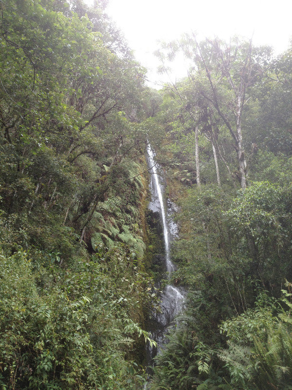Waterfall in the Cloud Forest