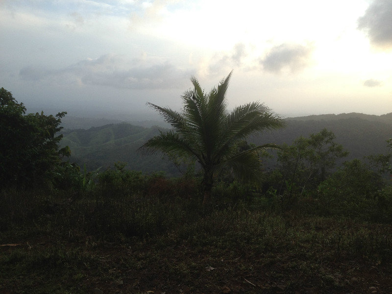 Panamanian Jungle