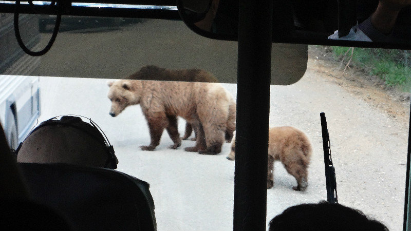 Griz Family Checking out the Buses