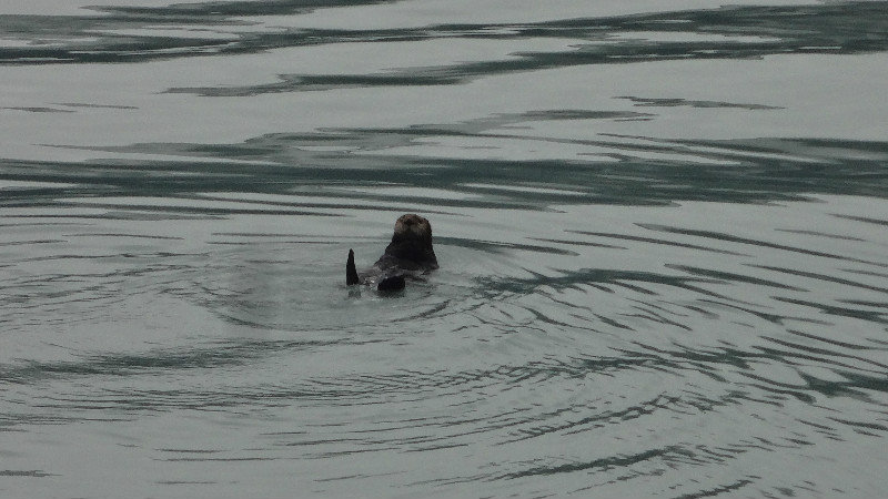 Sea Otter Chillin'