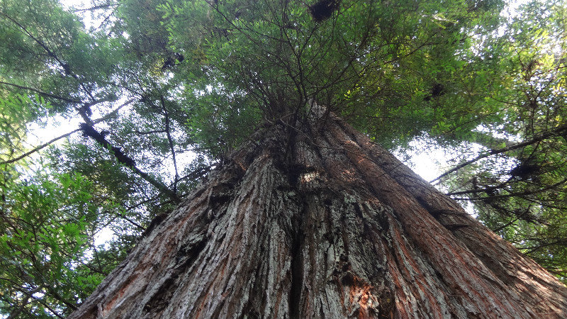 Up a Big Redwood