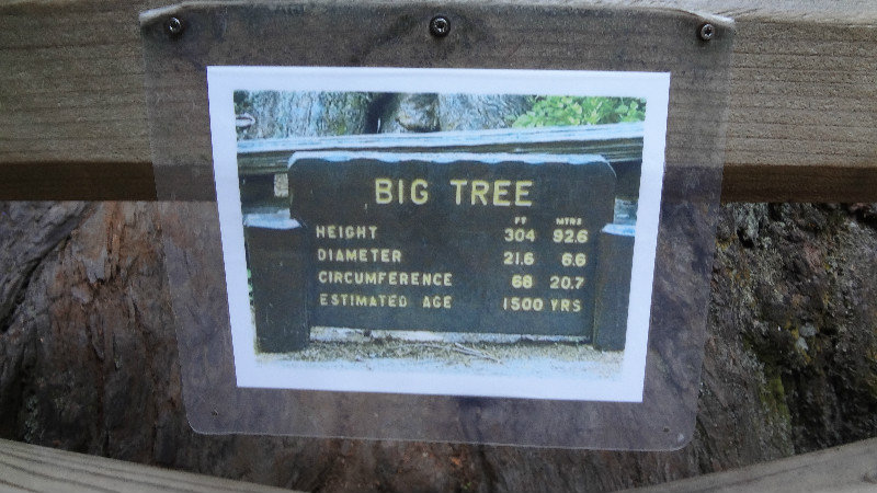 Big Ole Tree