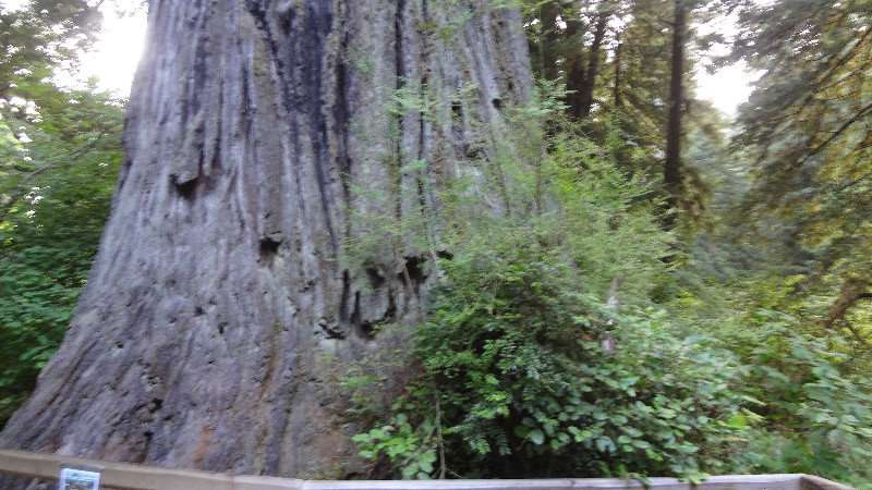 Base of a Redwood
