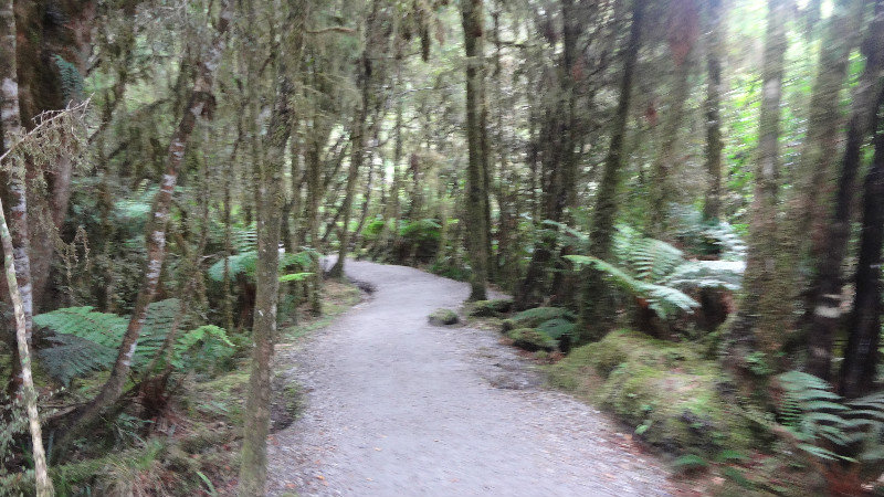Hike Through the Rain Forest