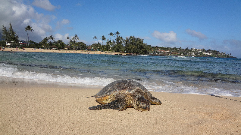 Turtle on the Beach