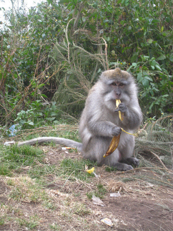 Monkeys were everywhere! They fed on the scraps that were left behind