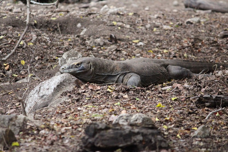 Mama Komodo Protecting Her Nest
