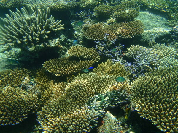 This coral reef was just meters from our beach