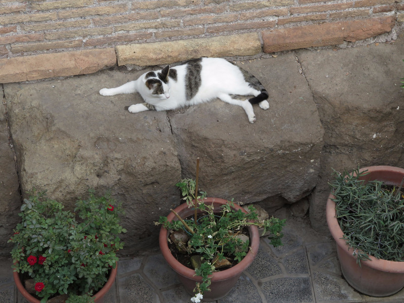 Hundreds of cats in sanctuary at Largo de Torre Argentina