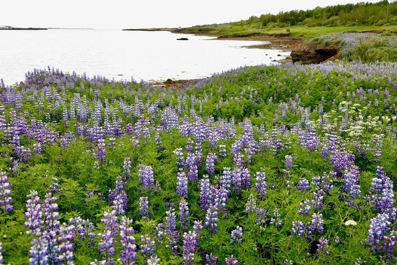 Lupins growing along Fossgovur inlet