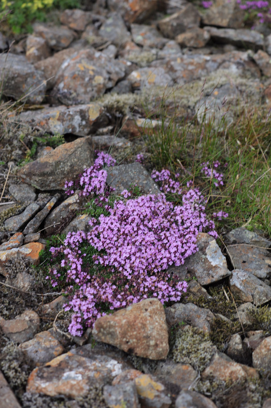 Wild Thyme grows everywhere, even in the lava fields