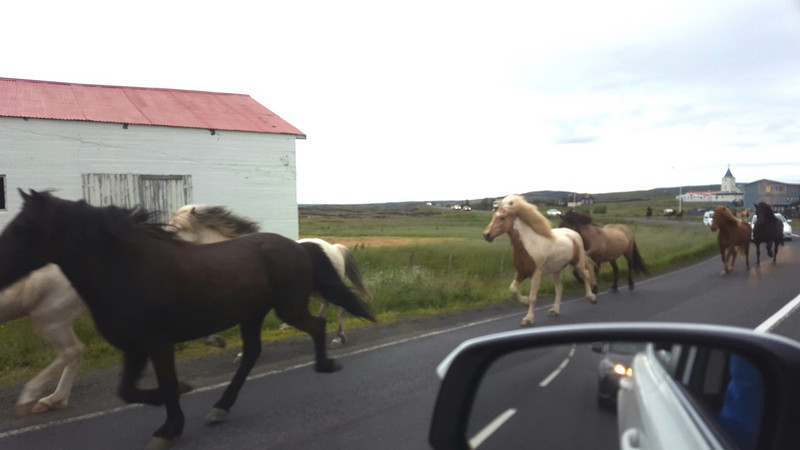 Horse stampede on the highway