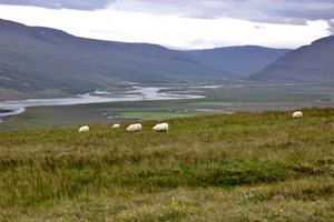 Sheep grazing on the hillsides near Eggilsstadir