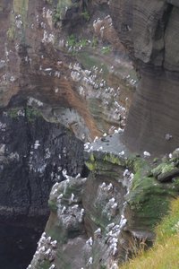 Bird cliffs by Hellnar, on the Snaefellsnes peninsula