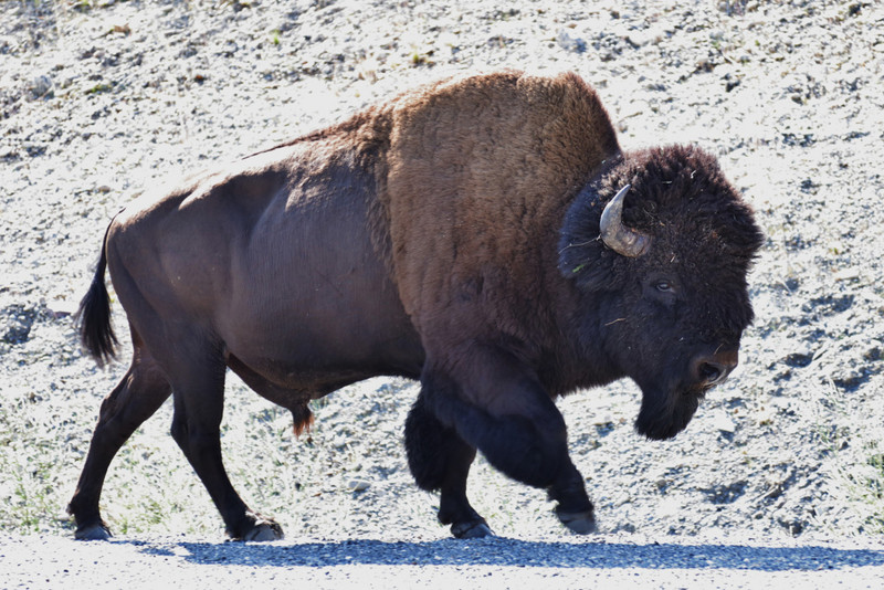 Our first Bison sighting