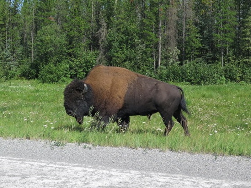 Wild Bison along the Alaska Highway