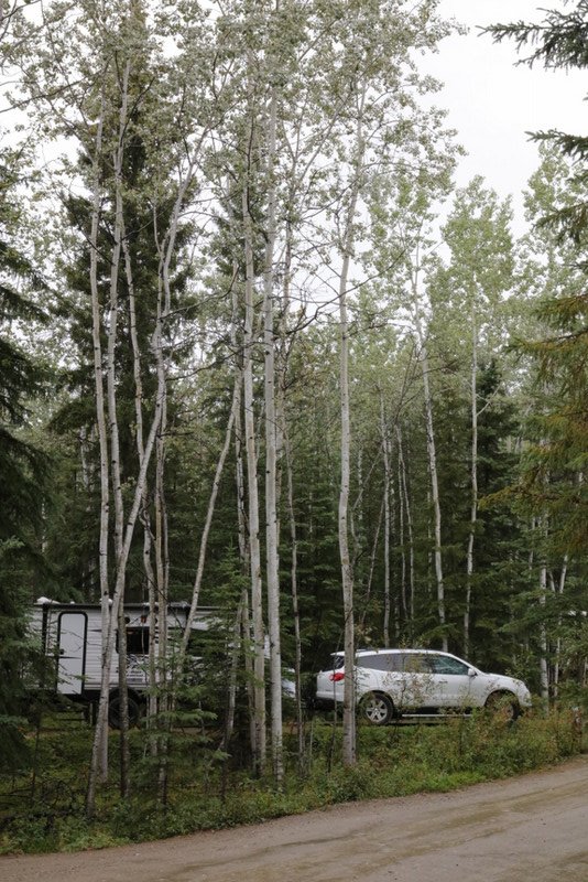 Moose Creek Campground near Stewart Crossing