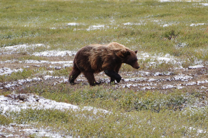 Grizzly Bear on the Dempster Hwy near the Arctic Circle