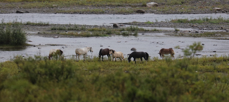 Wild Horses on the Ogilvie River