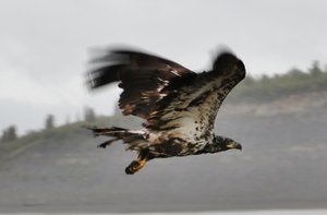 Golden Eagle at the Tsiigehtchic Ferry 