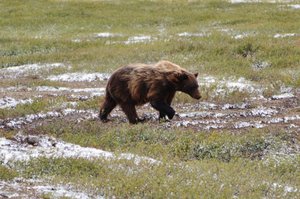 Grizzly Bear on the Dempster Hwy near the Arctic Circle