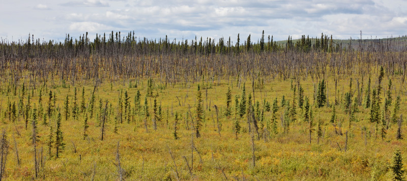Permafrost forest