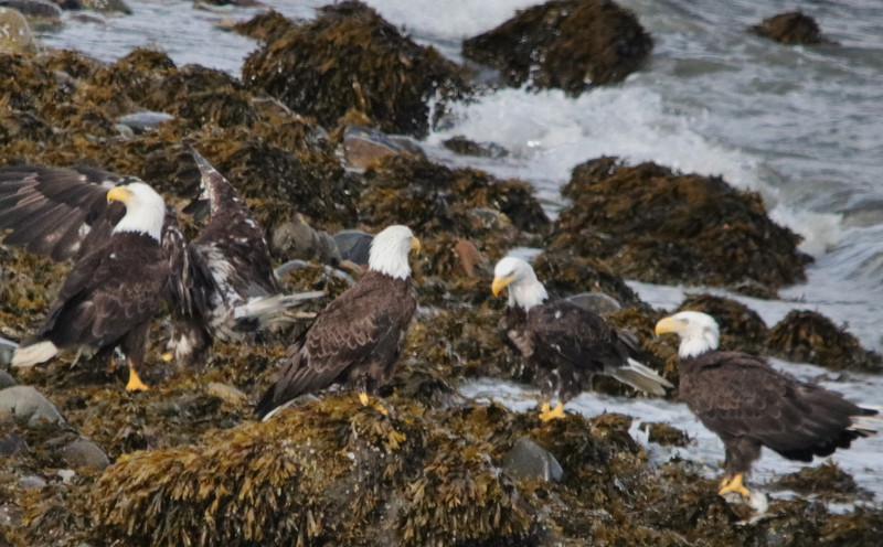 An eagle meeting on the beach, Haines, Alaska