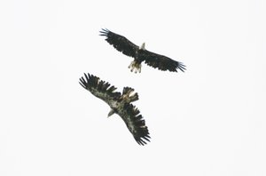 Eagles, Haines, Alaska