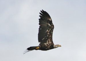 Young eagle, Haines, Alaska