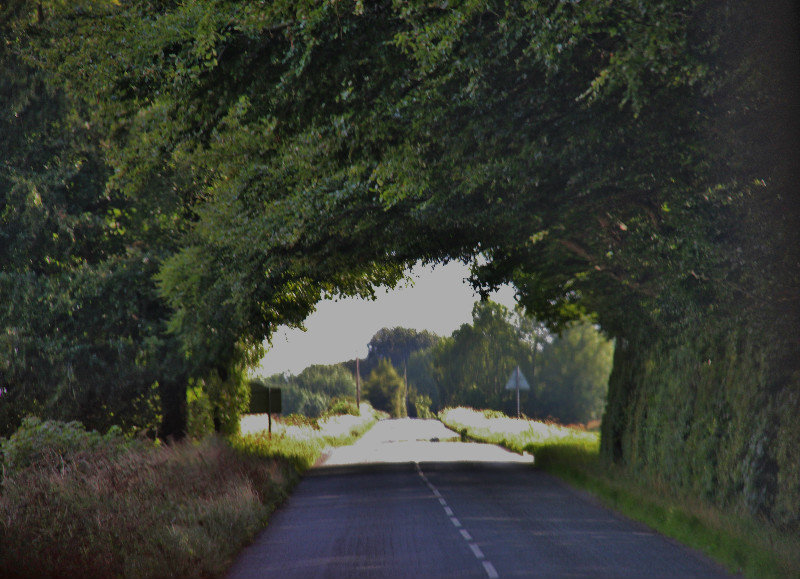 Narrow, winding, tree covered road near Bath